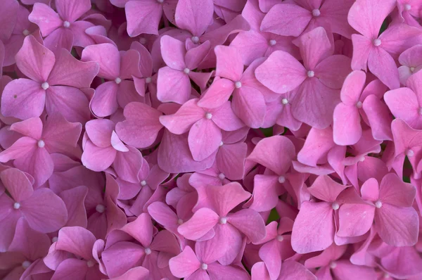 Lindas flores de hortênsia — Fotografia de Stock