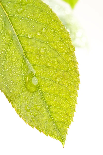 Primer plano gotas de hojas y agua —  Fotos de Stock