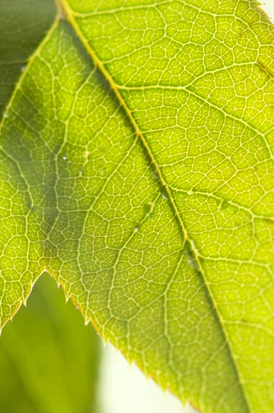 Close Up Leaf & Water Drops — Stock Photo, Image