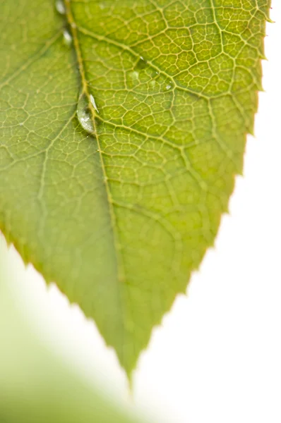 Primer plano gotas de hojas y agua —  Fotos de Stock