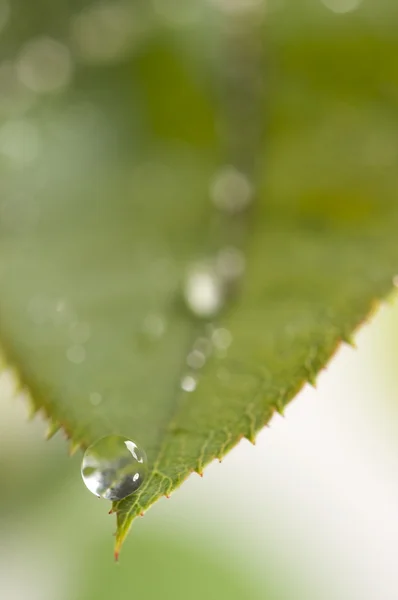 Bliska liść idealna krople wody — Zdjęcie stockowe