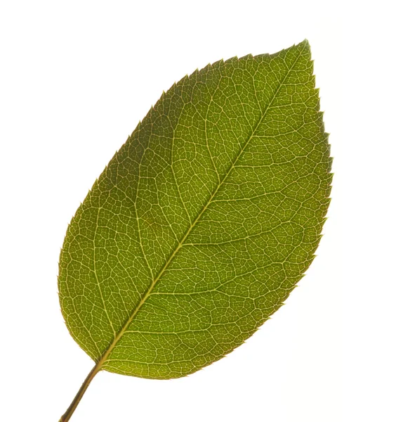 Leaf Macro Isolated — Stock Photo, Image
