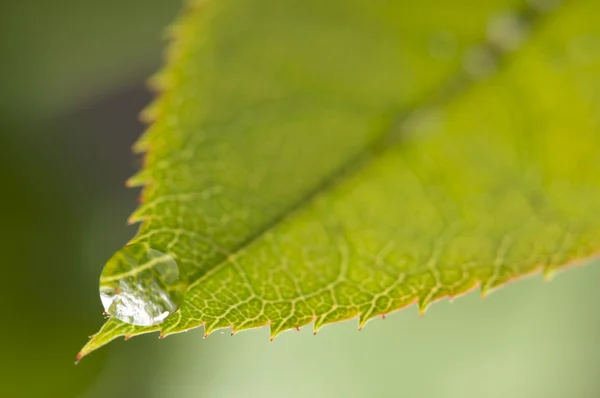 Close Up Leaf & Water Drops — Stock Photo, Image