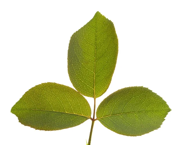 Leaves Macro Isolated — Stock Photo, Image