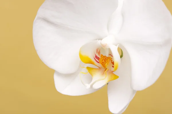 Flor de orquídea macro Flor — Fotografia de Stock