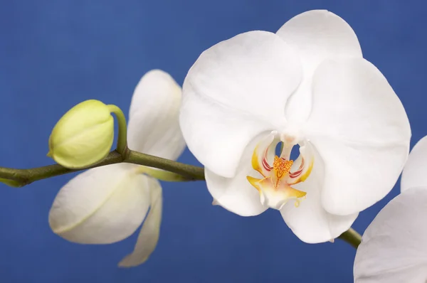 Makroorchideenblüten — Stockfoto