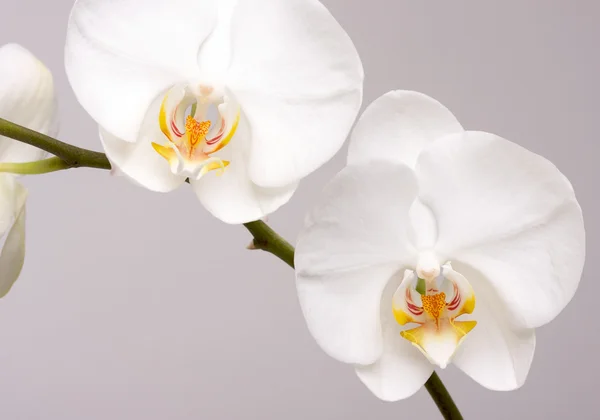 Flores de flor de orquídea macro — Fotografia de Stock