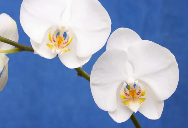Macro fleur d'orchidée — Photo