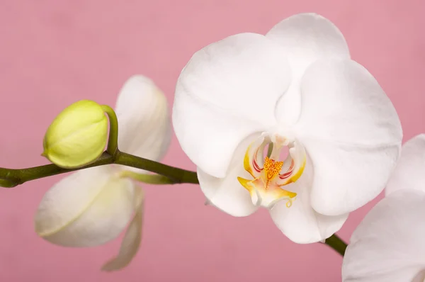 Flores de flor de orquídea macro — Fotografia de Stock