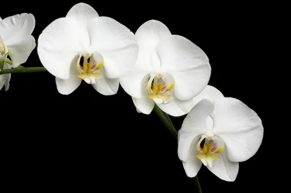 Witte orchideeën op zwart — Stockfoto
