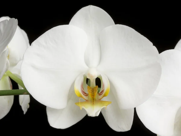 Witte orchideeën op zwart — Stockfoto