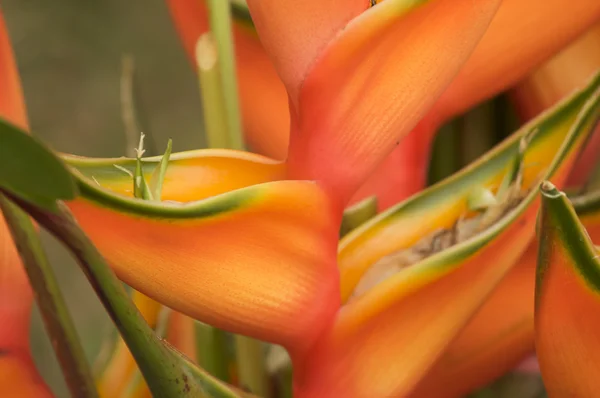 Exotische tropische bloem abstract — Stockfoto