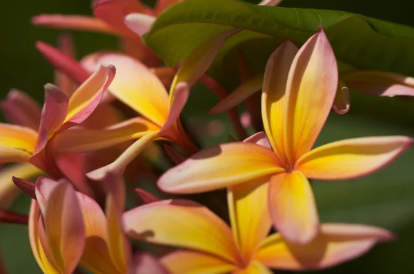 Дикие Plumeria цветок — стоковое фото