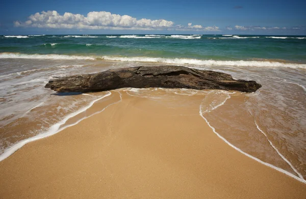 Tropikal kıyı ve dalgaların karaya attığı odun davet — Stok fotoğraf