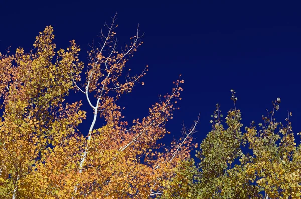 Pinhos de Aspen coloridos contra o céu azul profundo — Fotografia de Stock