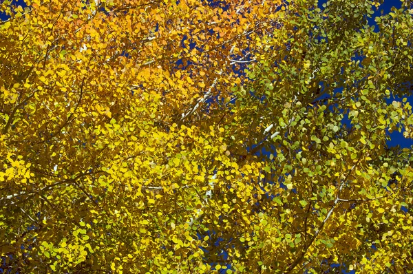 Красочные осиновые сосны против Deep Blue Sky — стоковое фото