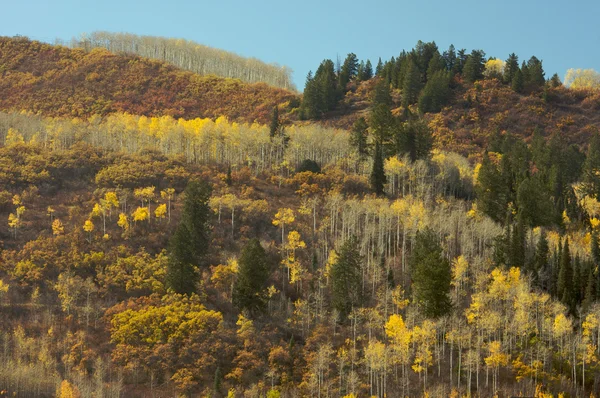 Coloridos pinos de Aspen contra el cielo azul profundo —  Fotos de Stock