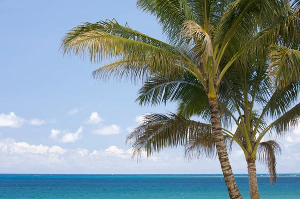 Palmové stromy a tropické vody — Stock fotografie