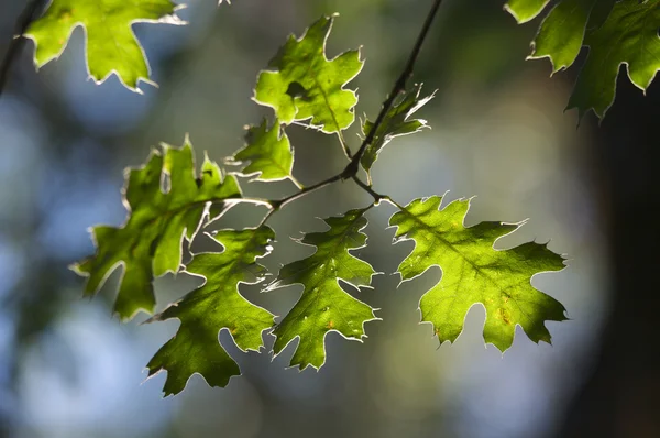 Folhas de carvalho retroiluminadas — Fotografia de Stock