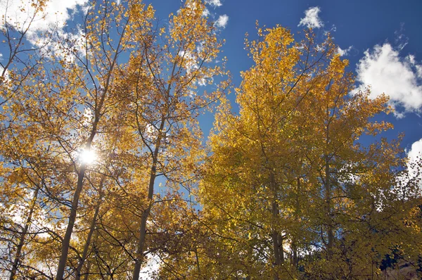 多彩白杨松树对深蓝色的天空 — 图库照片