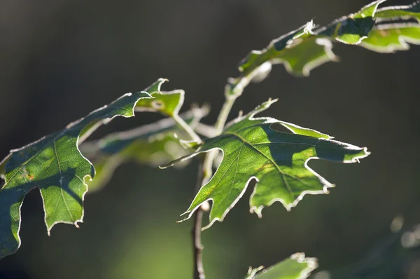Folhas de carvalho retroiluminadas — Fotografia de Stock