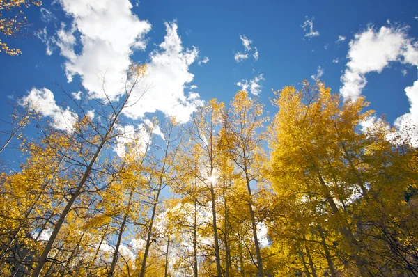 Färgglada aspen pines mot djupa blå himmel — Stockfoto