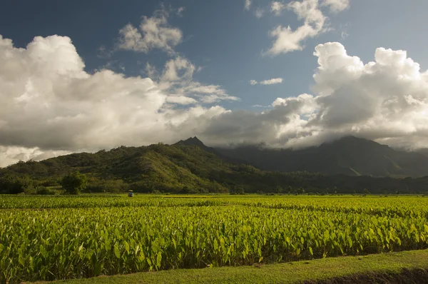 Долина Ханалей и Таро Фентон на острове Кауаи, Гавайи — стоковое фото