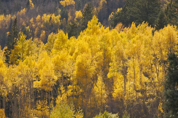 Los pinos de Aspen cambian de color contra la montaña —  Fotos de Stock