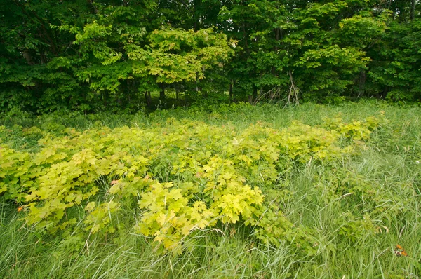 Stock image Lush Green Landscape