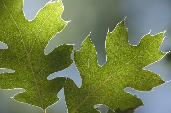 Podsvícený dubové listí — Stock fotografie