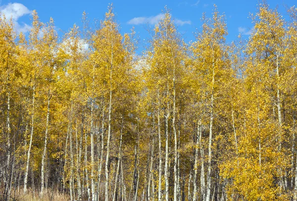 Coloridos pinos de Aspen contra el cielo azul profundo — Foto de Stock