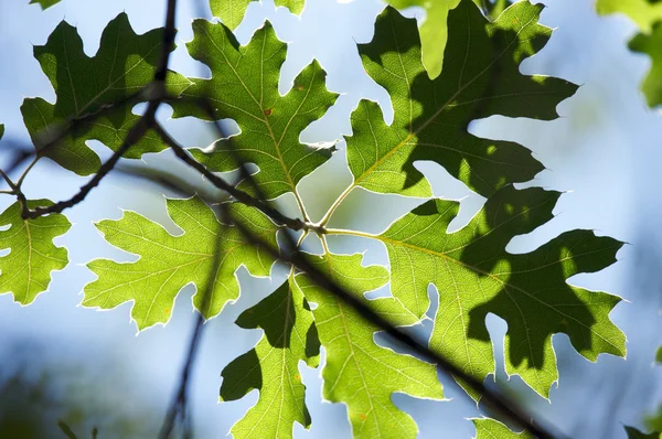 Backlit Oak Leaves — Stock Photo, Image