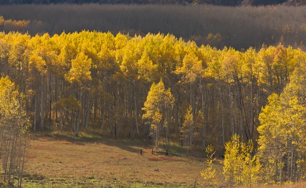 Aspen pines ändra färg innan vintern — Stockfoto