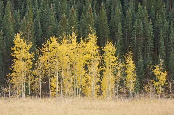 Los pinos de Aspen cambian de color contra la montaña — Foto de Stock