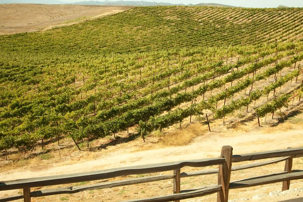 Виноградник в Калифорнии — стоковое фото