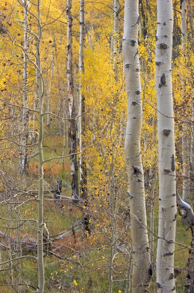 Aspen Pines Changing Color Before Winter — Stock Photo, Image