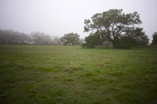 Туманные деревушки и дубы — стоковое фото