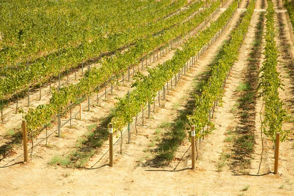 Hermoso viñedo de vino en California, United St — Foto de Stock