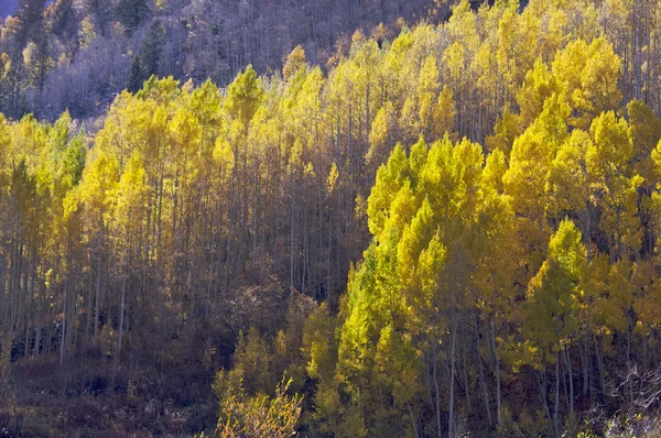 Aspen Pines Changing Color Against the Mountain — Stock Photo, Image