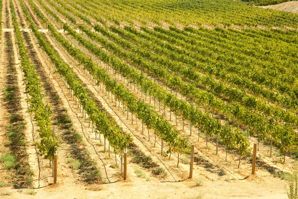 Belo vinhedo de vinho na Califórnia, United St — Fotografia de Stock