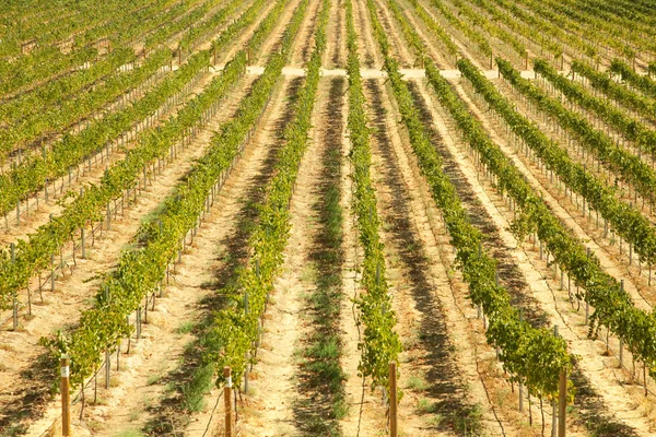 Виноградник в Калифорнии, United St. — стоковое фото