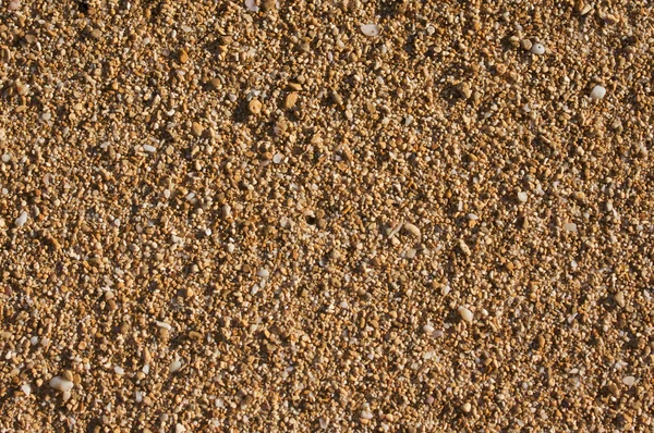 열 대 모래 표면 및 포탄 배경 이미지 — 스톡 사진