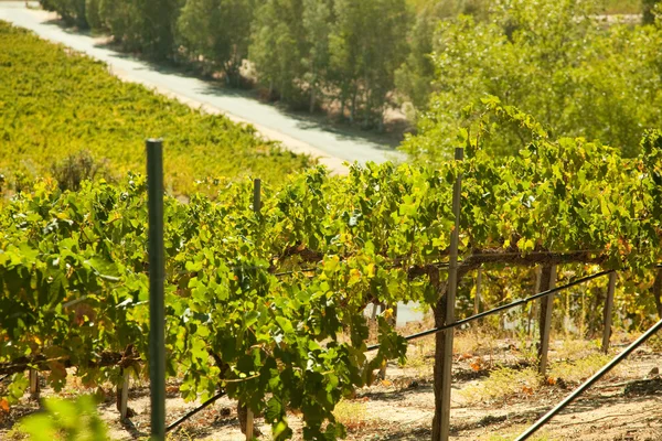 Flicka bygger otrygga tower dominobrickorόμορφο αμπελώνα κρασί στην Καλιφόρνια, ενωμένη st — Φωτογραφία Αρχείου