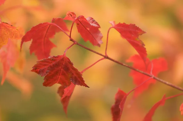 Folhas de outono abstrato fundo imagem — Fotografia de Stock