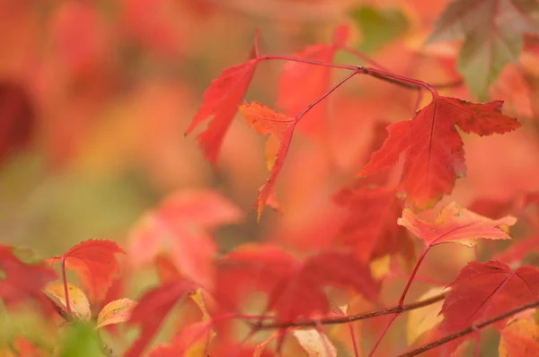 Folhas de outono abstrato fundo imagem — Fotografia de Stock