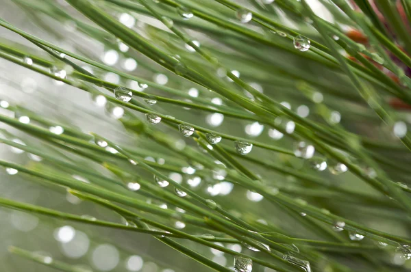 Macro Image of Water Drops on Pine Needles — Stock Photo, Image