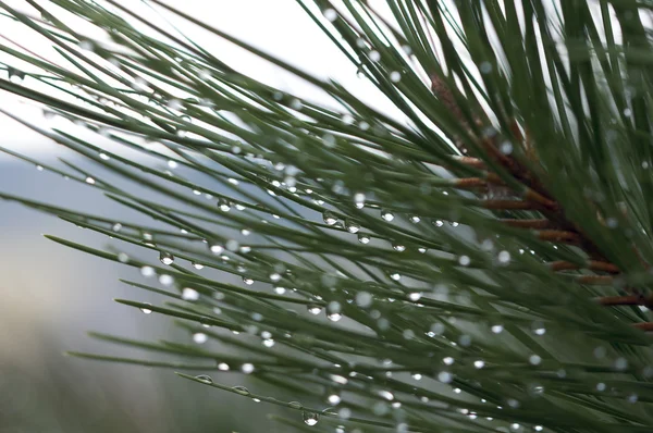 Imagem macro de gotas de água em agulhas de pinheiro — Fotografia de Stock