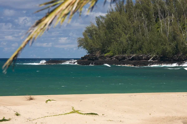 Tropisk strandlinje och träd på kauai, hawaii — Stockfoto