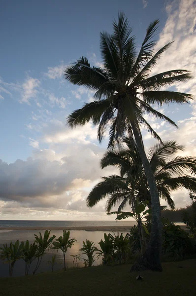 Palmiye ağaçları ve bulutlar tropikal günbatımı. — Stok fotoğraf