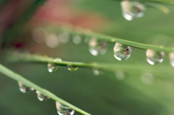Imagen macro de gotas de agua en agujas de pino — Foto de Stock